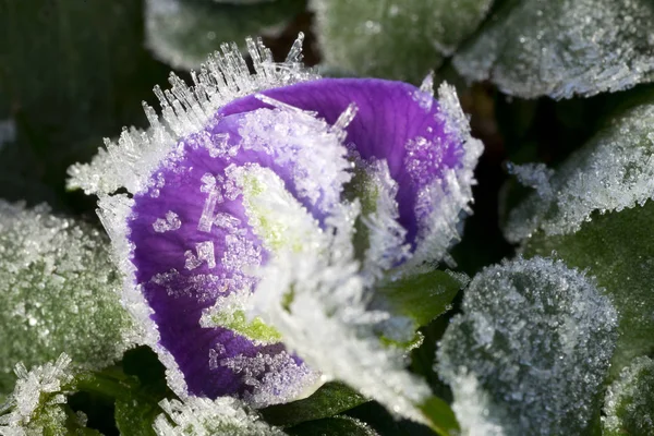 Frozen pansy in winter Royalty Free Stock Images