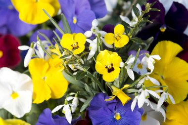 bahar bahçe içinde karışık Hercai Menekşe