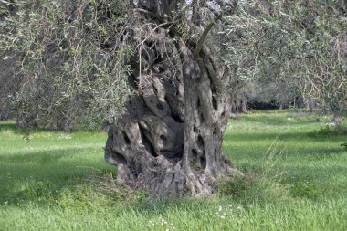 eski zeytin ağacı