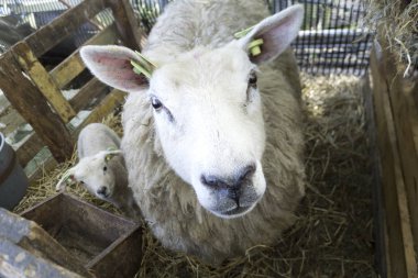 üç koyun çiftliğinde