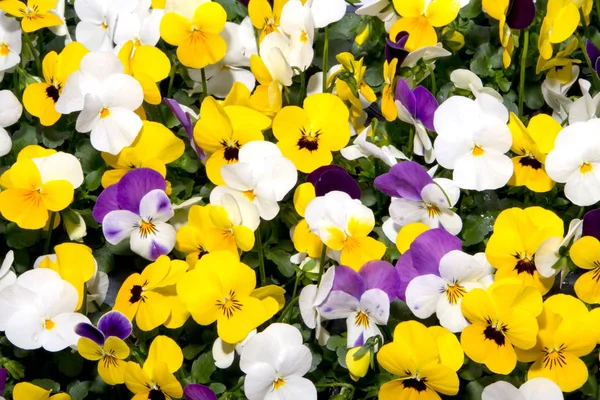 Gemengde viooltjes in lentetuin — Stockfoto