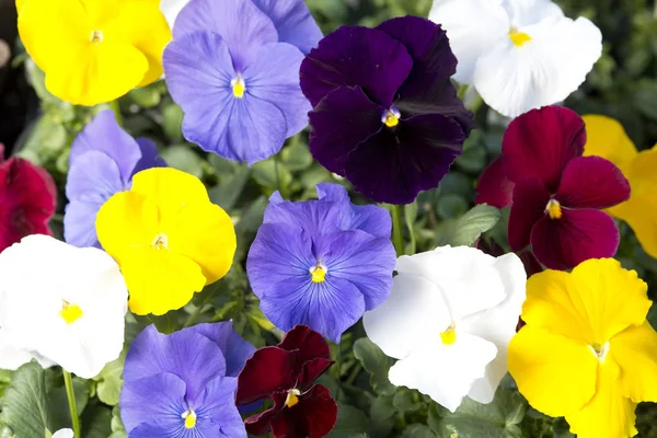 Pansies mixtes dans le jardin de printemps — Photo