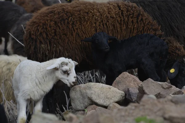 Moutons dans les prairies au printemps — Photo