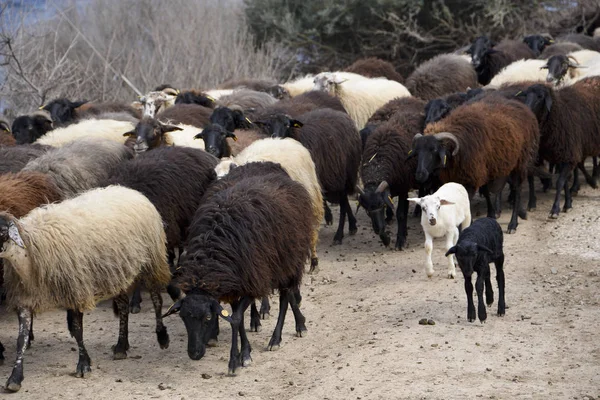 Moutons dans les prairies au printemps — Photo