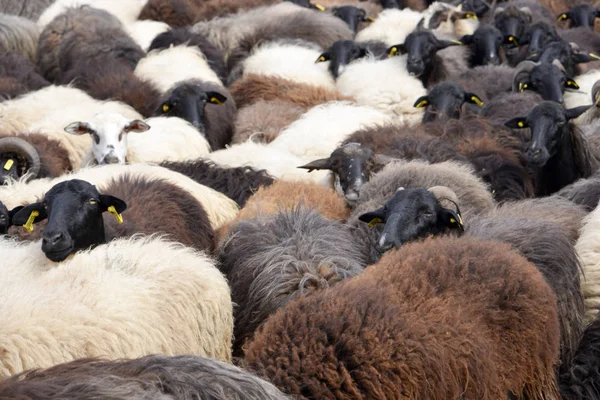 Овцы на лугу весной — стоковое фото