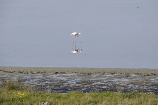 Flamingo está en la bahía de Kaloni — Foto de Stock