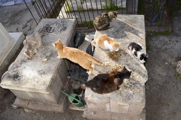 Katt på kirkegård – stockfoto