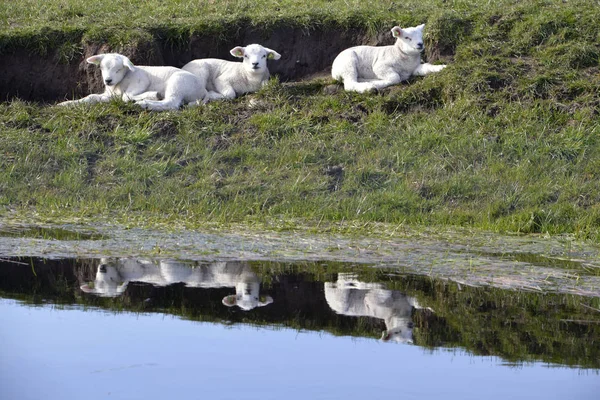 Moutons marchant dans les prairies — Photo