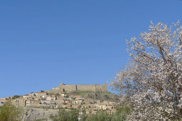 Árbol de primavera con flores Molivos Castillo en el fondo — Foto de Stock