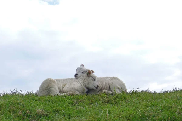 Trois moutons à la ferme — Photo