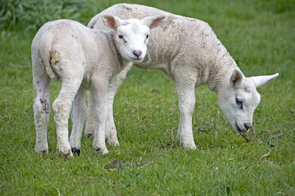 Τρία πρόβατα στο αγρόκτημα — Φωτογραφία Αρχείου