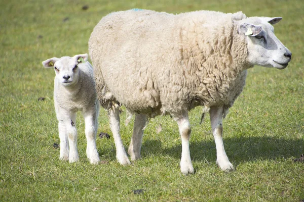Три овцы на ферме — стоковое фото