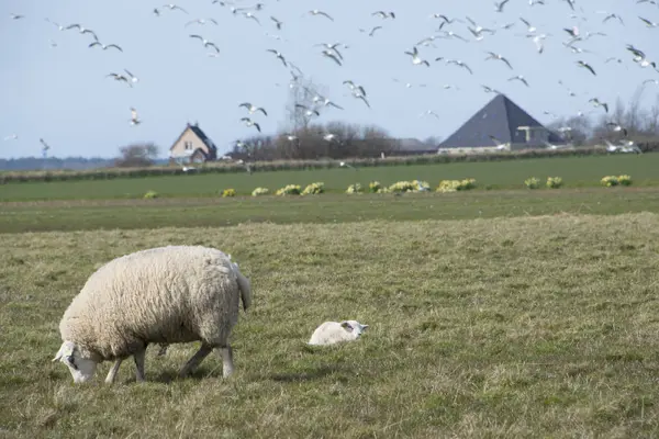 Trois moutons à la ferme — Photo