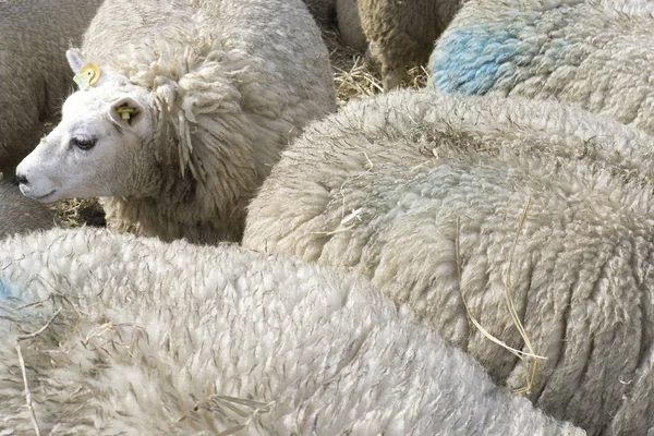 Trois moutons à la ferme — Photo