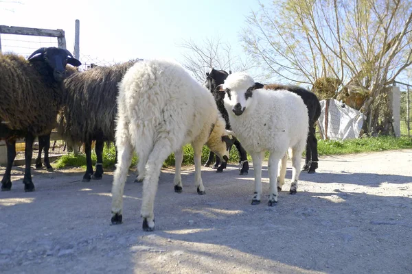 Trois moutons à la ferme — Photo