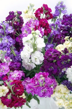 Vazoda karışık Matthiola'nın buket