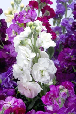 Vazoda karışık Matthiola'nın buket