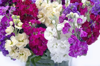 Vazoda karışık Matthiola'nın buket