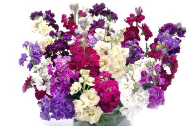 Vazoda karışık Matthiola'nın buket