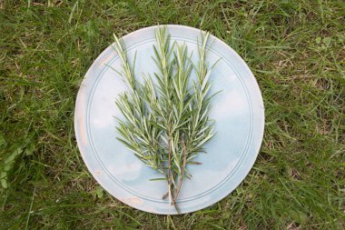 Rosemary bir plaka üzerinde