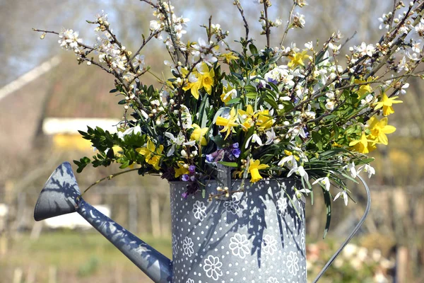 Daffodill och snödroppar i vattenkanna — Stockfoto