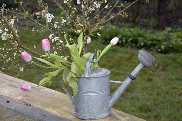 tulip and blossom in watering can