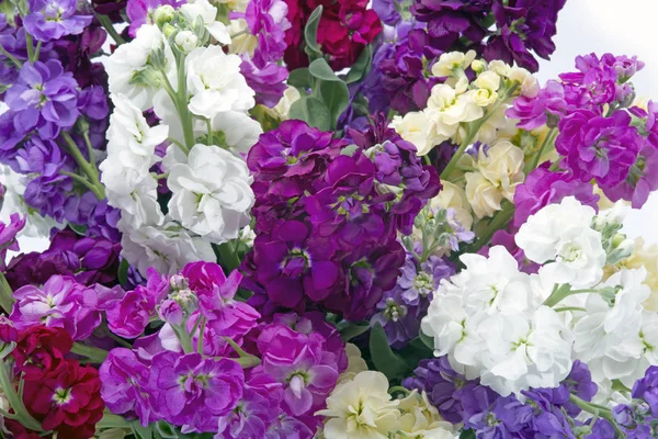 Bouquet of mixed Matthiola's in vase — Stock Photo, Image