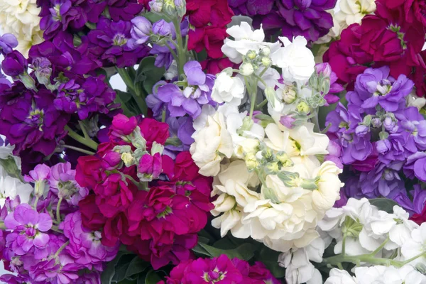 Bouquet of mixed Matthiola's in vase — Stock Photo, Image