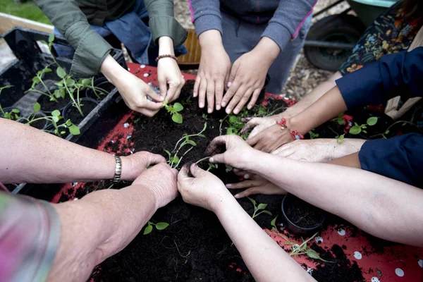 Hands in earth with plant — Stock Photo, Image