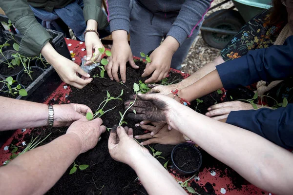 Hands in earth with plant — Stock Photo, Image