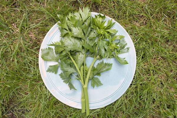 Celery on a plate — Stock Photo, Image