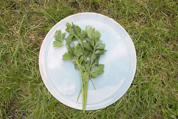 Céleri sur une assiette — Photo