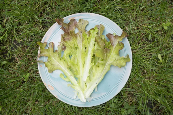Oakleaf lettuce on plate — Stock Photo, Image