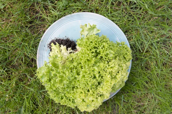 Lettuce on plate — Stock Photo, Image
