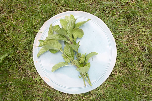 Menta en el plato — Foto de Stock