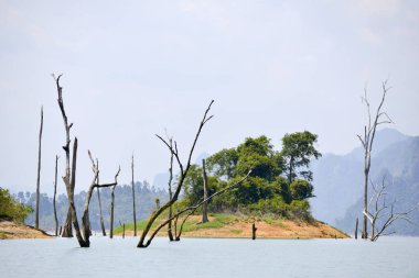 ölü ağaçlar sudan yapıştırma