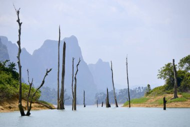 ölü ağaçlar sudan yapıştırma