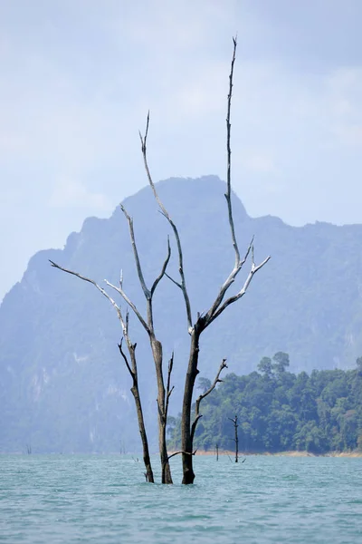 Dead trees sticking out of the water — Stock Photo, Image