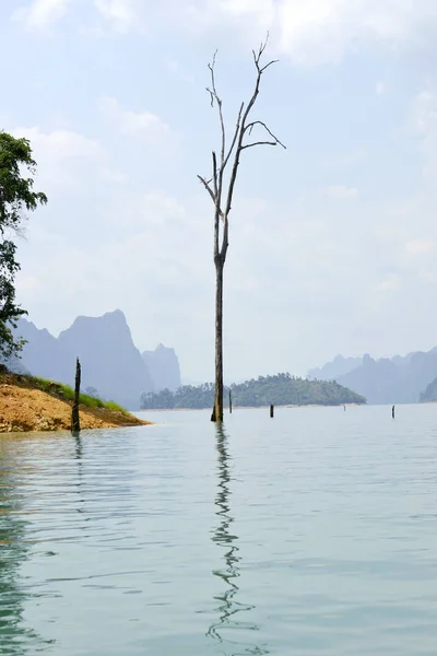 枯树伸出水面 — 图库照片