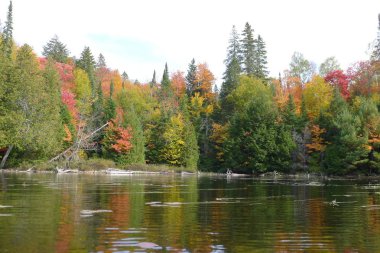 Algonquin park Türkiye