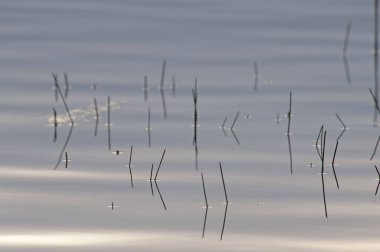 Algonquin park Türkiye