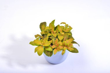 Parlak yeşil fittonia