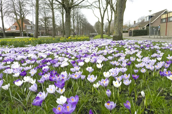 Krokusse auf einem Feld — Stockfoto