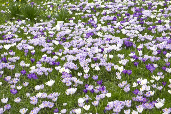 Crocuses in a field — Stock Photo, Image