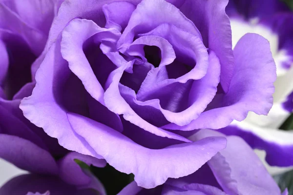 En lila Lysianthus närbild — Stockfoto