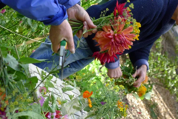 Criando um buquê Dahlia — Fotografia de Stock