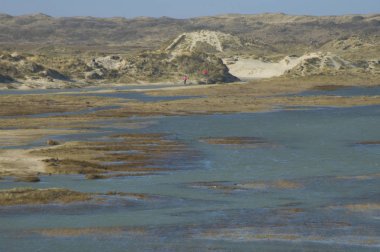 National parc the Slufter on the island Texel, Hollanda
