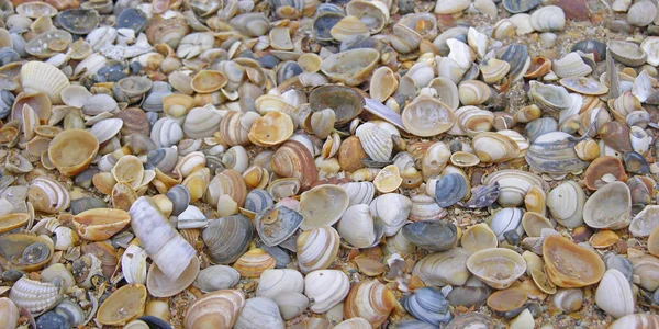 Eine Ansammlung Von Muscheln Strand — Stockfoto