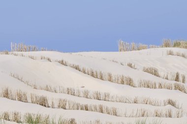Hollanda, Teksas 'ta kumullar mavi gökyüzüne karşı.