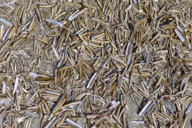 Hollanda sahillerinde güzel bir gün